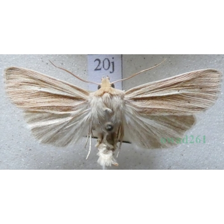 Mythimna impura (Hübner, 1808) Mokradlica bezwstydniczka Czech20j